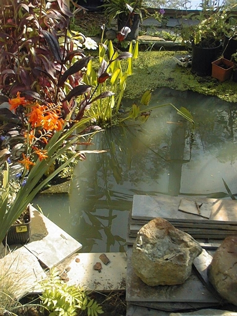 fishpond.JPG