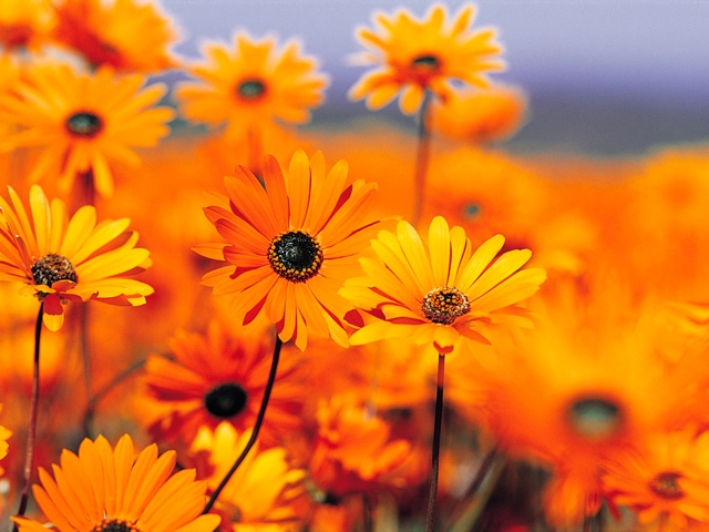 http://s3.amazonaws.com/nlink/photos/11640/Garden.jpg?AWSAccessKeyId=AKIAJODKKJAWTTFD34BQ&Expires=1785677087&Signature=ChNLw6BMo1MSIUgkm7QtyRXHnyI%3D