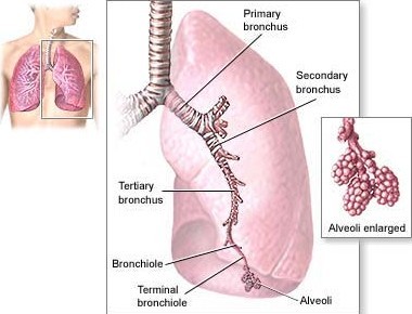 Lungs.jpg