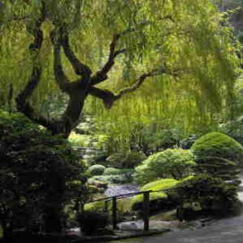 Willow_tree.jpg
