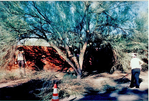 TreePruning2.jpg