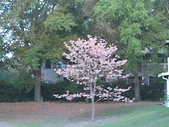 Pink_Tab._Tree__1_.JPG