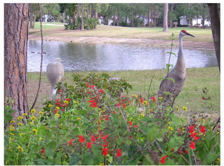 backyard.jpg