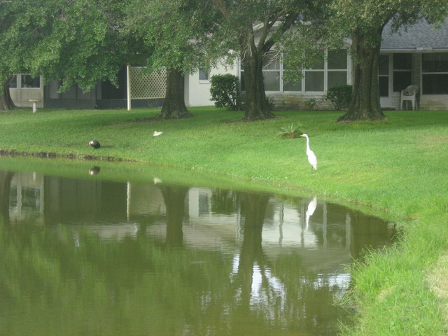 Egret.jpg
