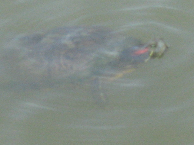 Turtle_1.jpg