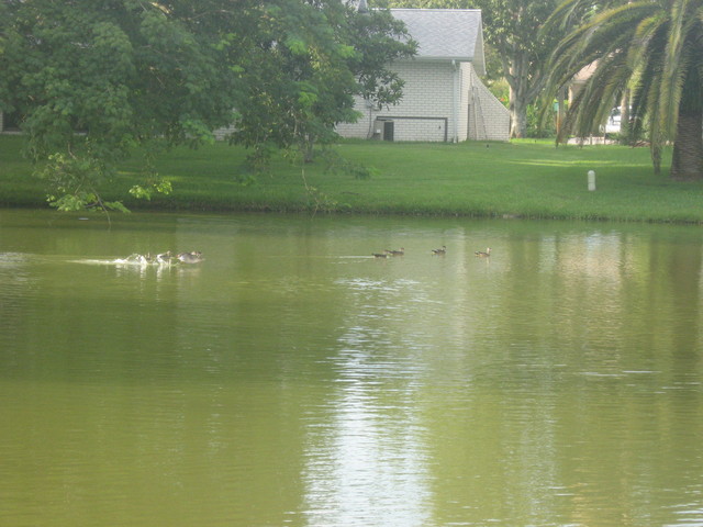 Woodducks.jpg