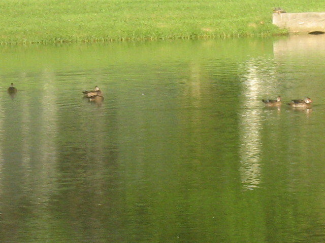 Woodducks_2.jpg