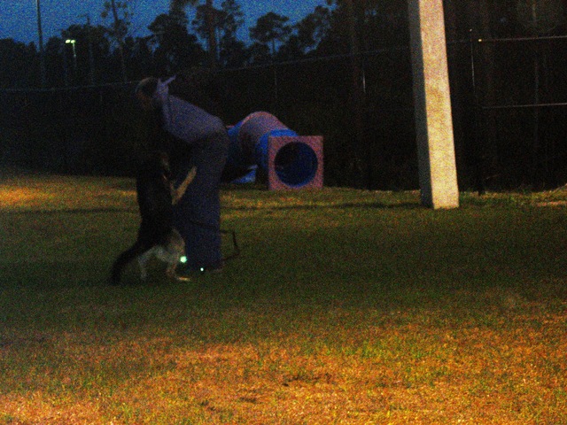Chitwood_Attacked_1.JPG