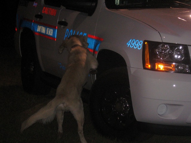 Drug_K-9_3.JPG