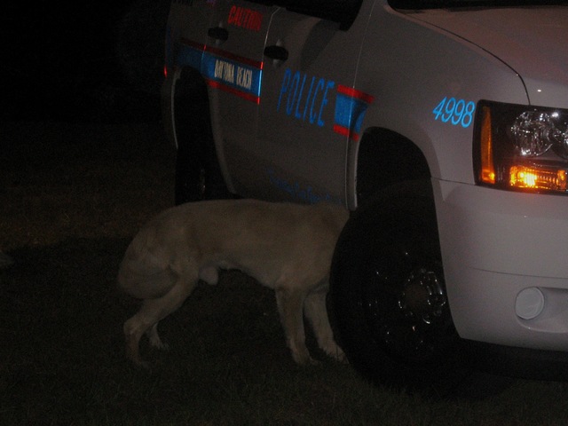 Drug_K-9_2.JPG