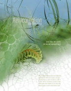 Reincarnation C1S Logo