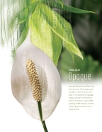 New Leaf Opaque Logo