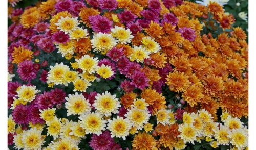 照顾花园里的妈妈