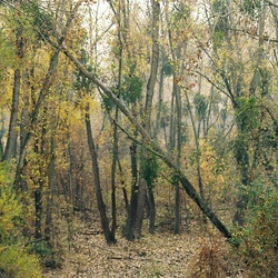 Sactriverinewoods