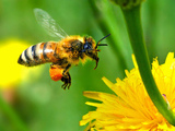 BeeAdventuress