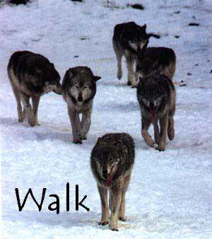 Walk