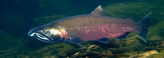 Coho Salmon | Oceansca...