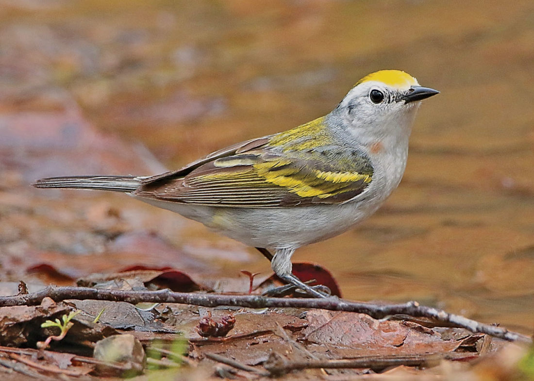 Blair native discovers new hybrid bird News, Sports, Jobs Altoona