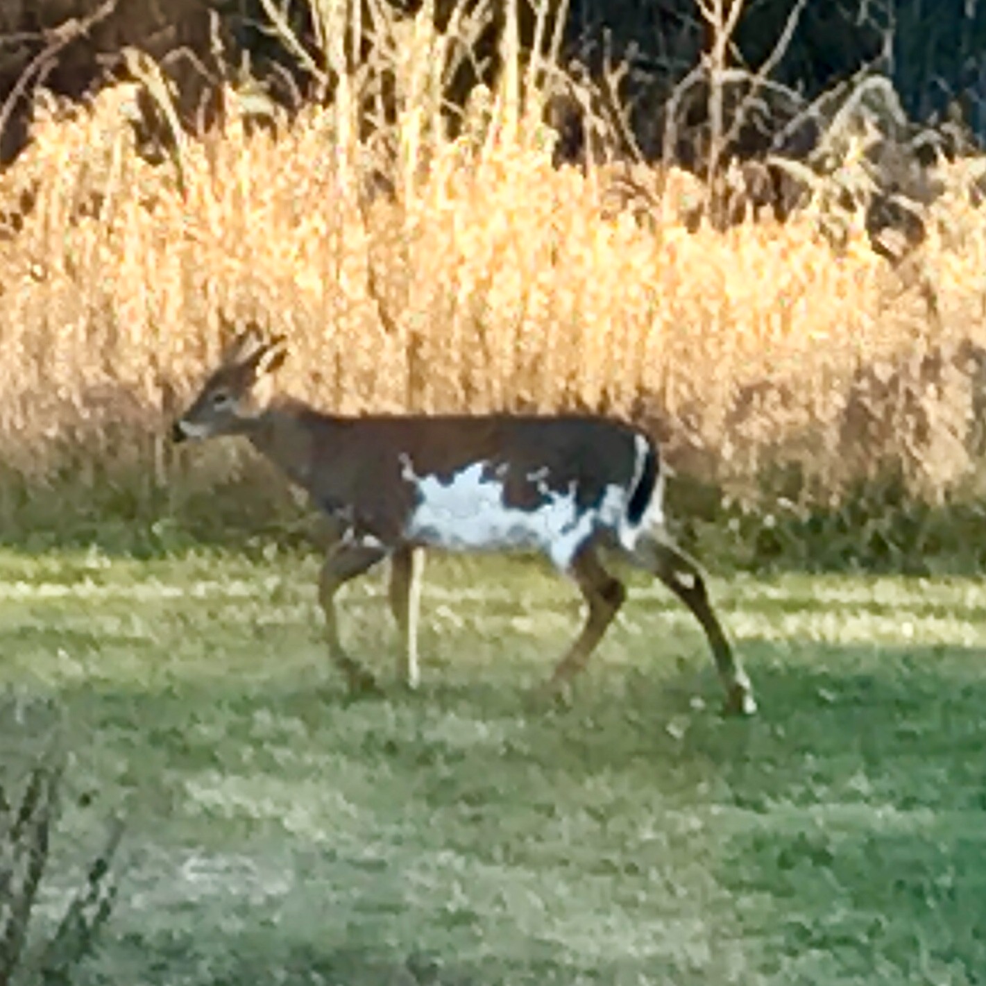 Waucedah piebald deer News, Sports, Jobs The Daily news