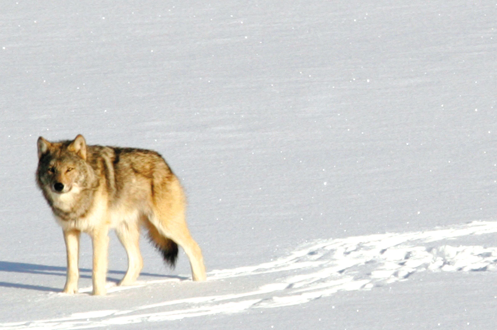 DNR report: Wolf population in Wisconsin may be leveling off | News