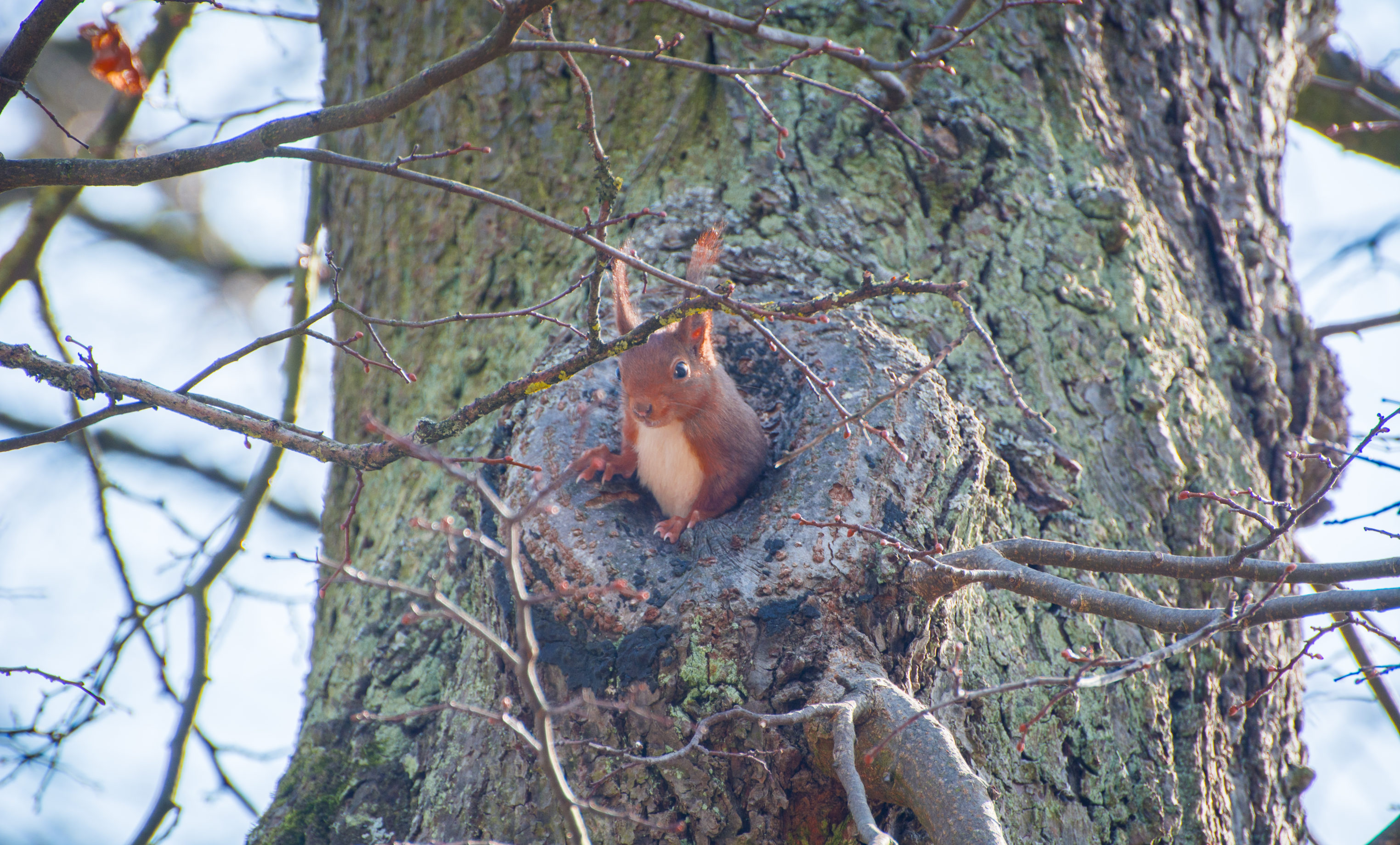 Garden Variety: Protect tree bark from occasional squirrel damage