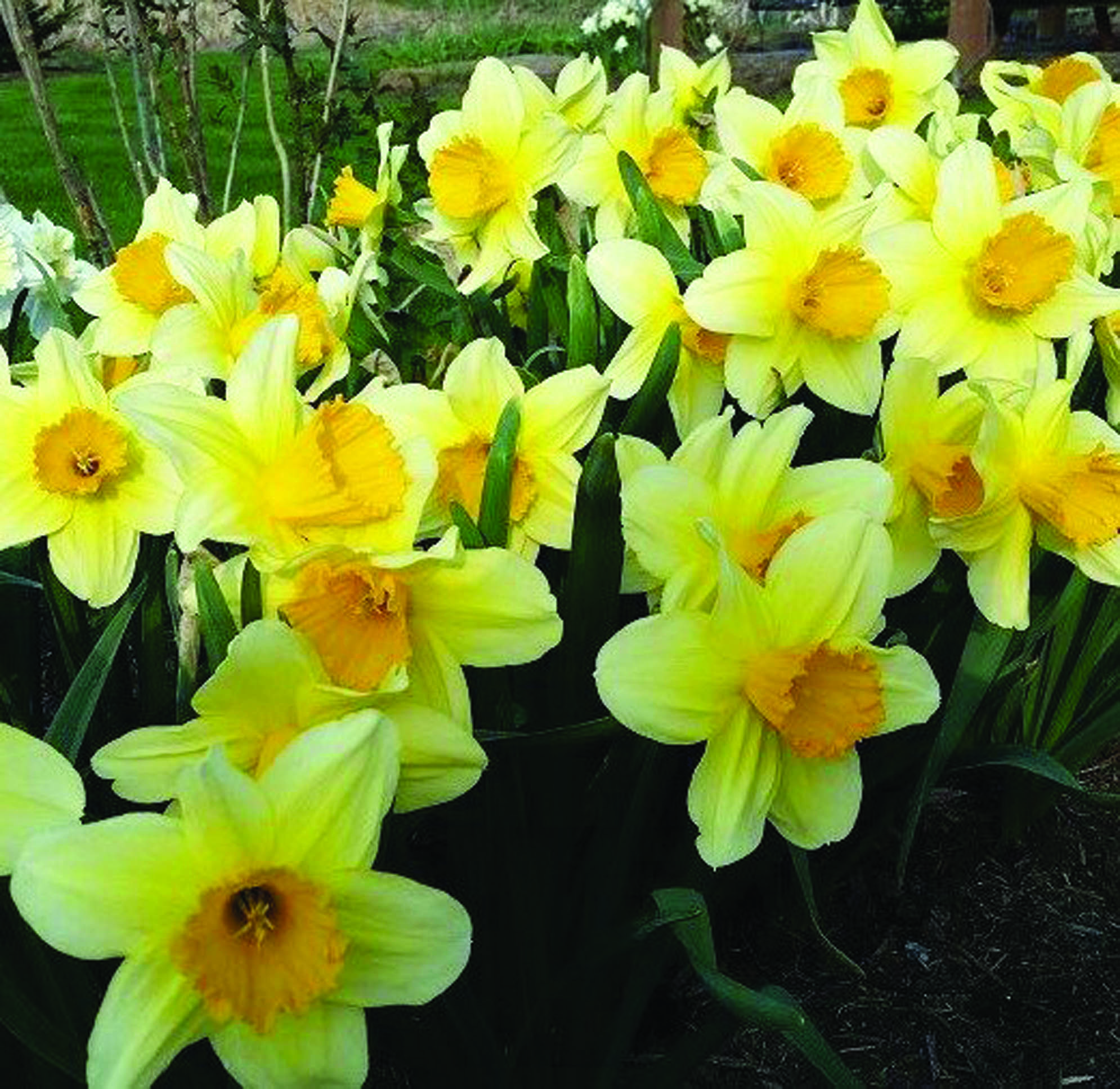 Daffodil Days kicks off in annual fight against cancer News, Sports