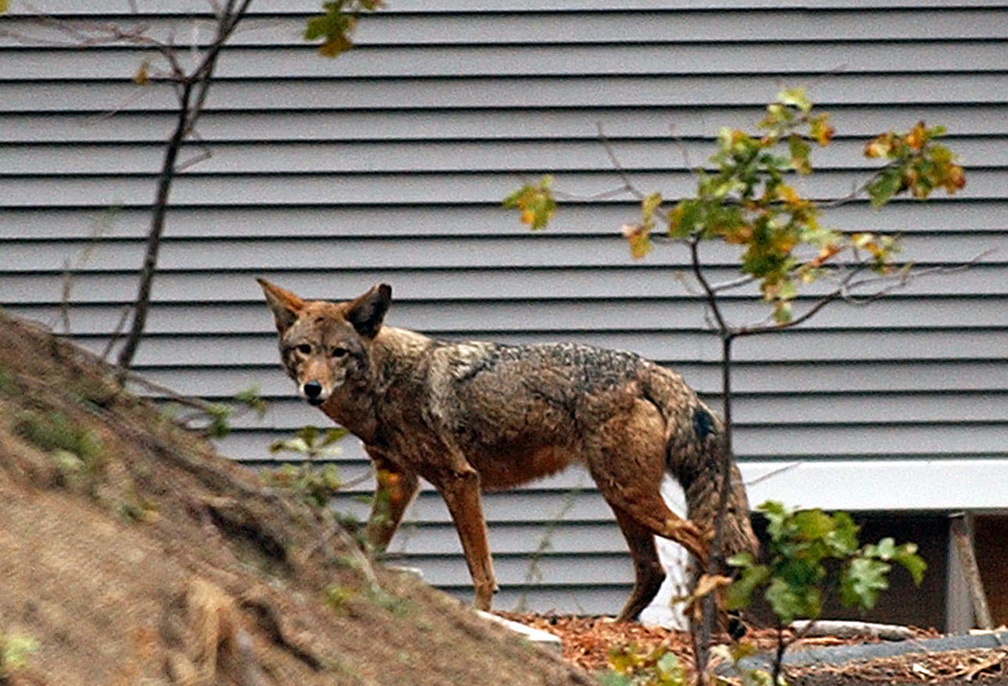 Many animals are shifting from day to night to avoid people News