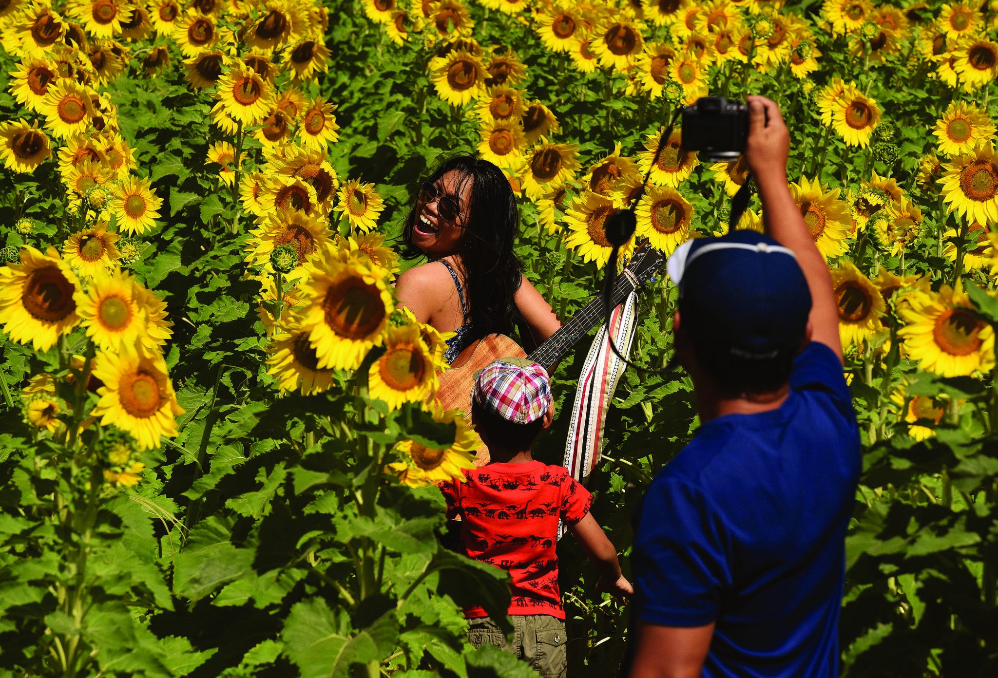 Having fun in the sunflowers News, Sports, Jobs Maui News