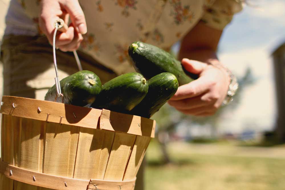 Harvest cucumbers for slicing, pickling News, Sports, Jobs Minot