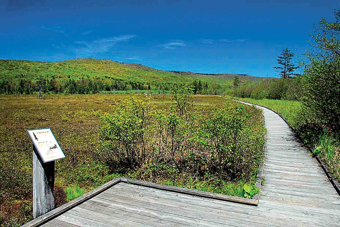 Cranberry Glades offers scenic retreat News, Sports, Jobs News and