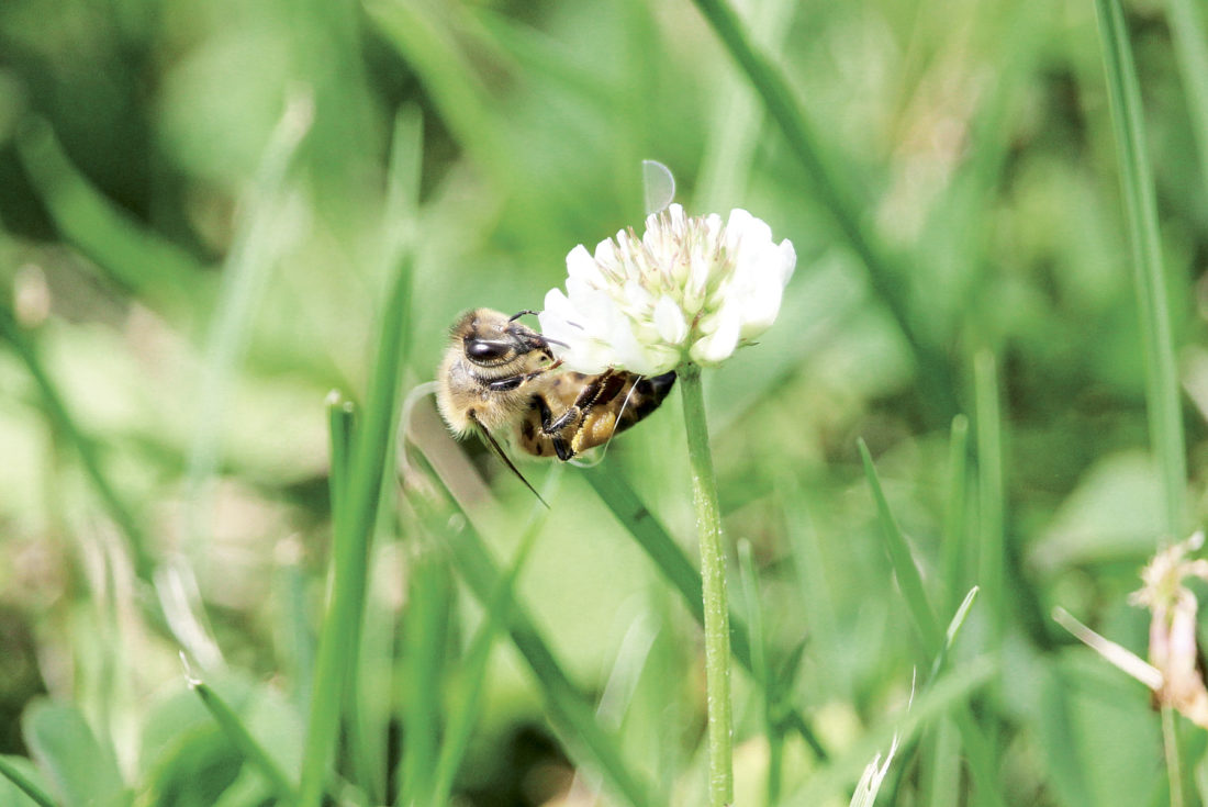 MidOhio Valley beekeepers abuzz about sweet hobby News, Sports, Jobs