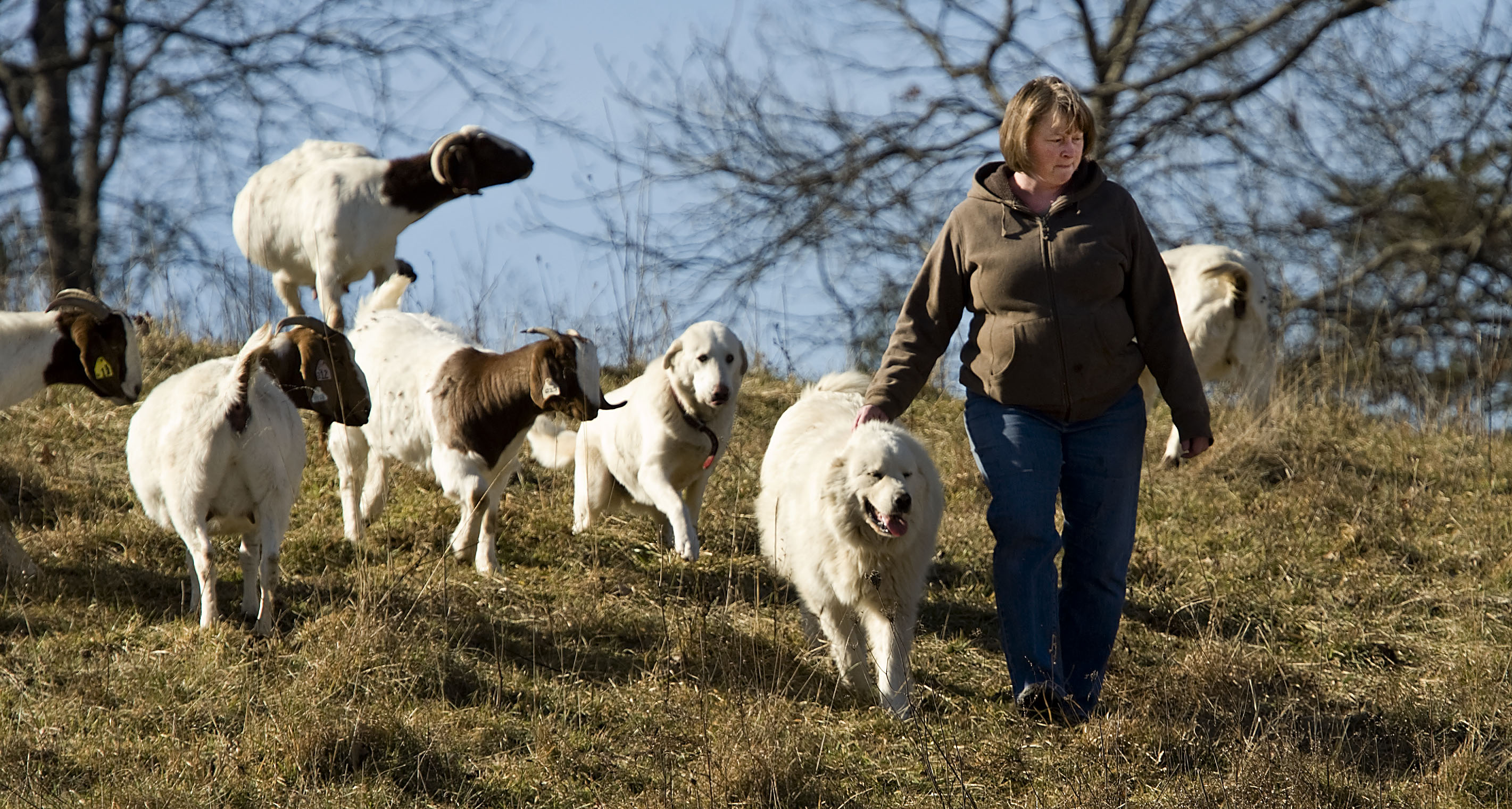 Canines to the rescue Farm dogs help save part of goat