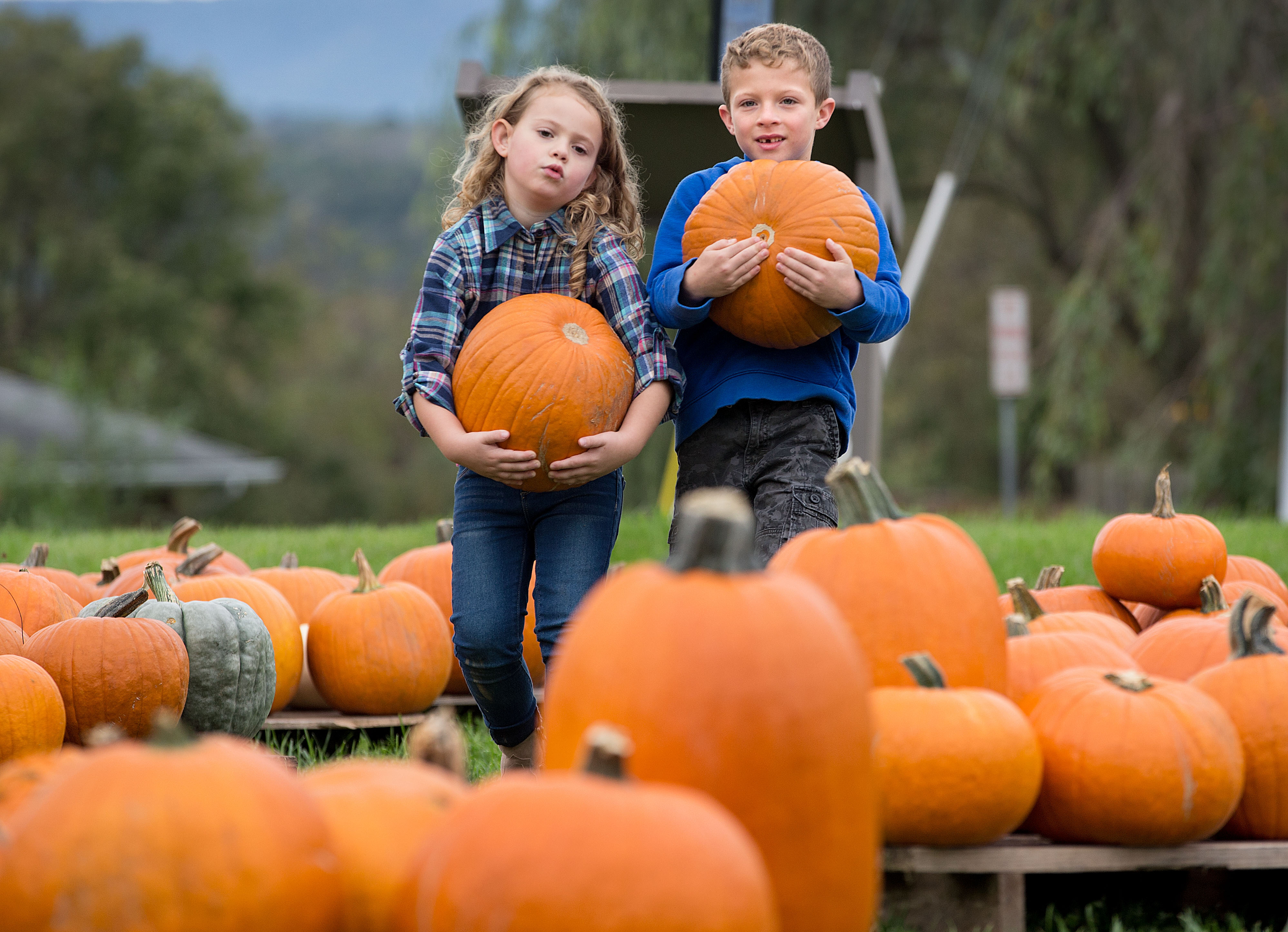 Pumpkin Patch Kids News, Sports, Jobs The Northern Virginia Daily