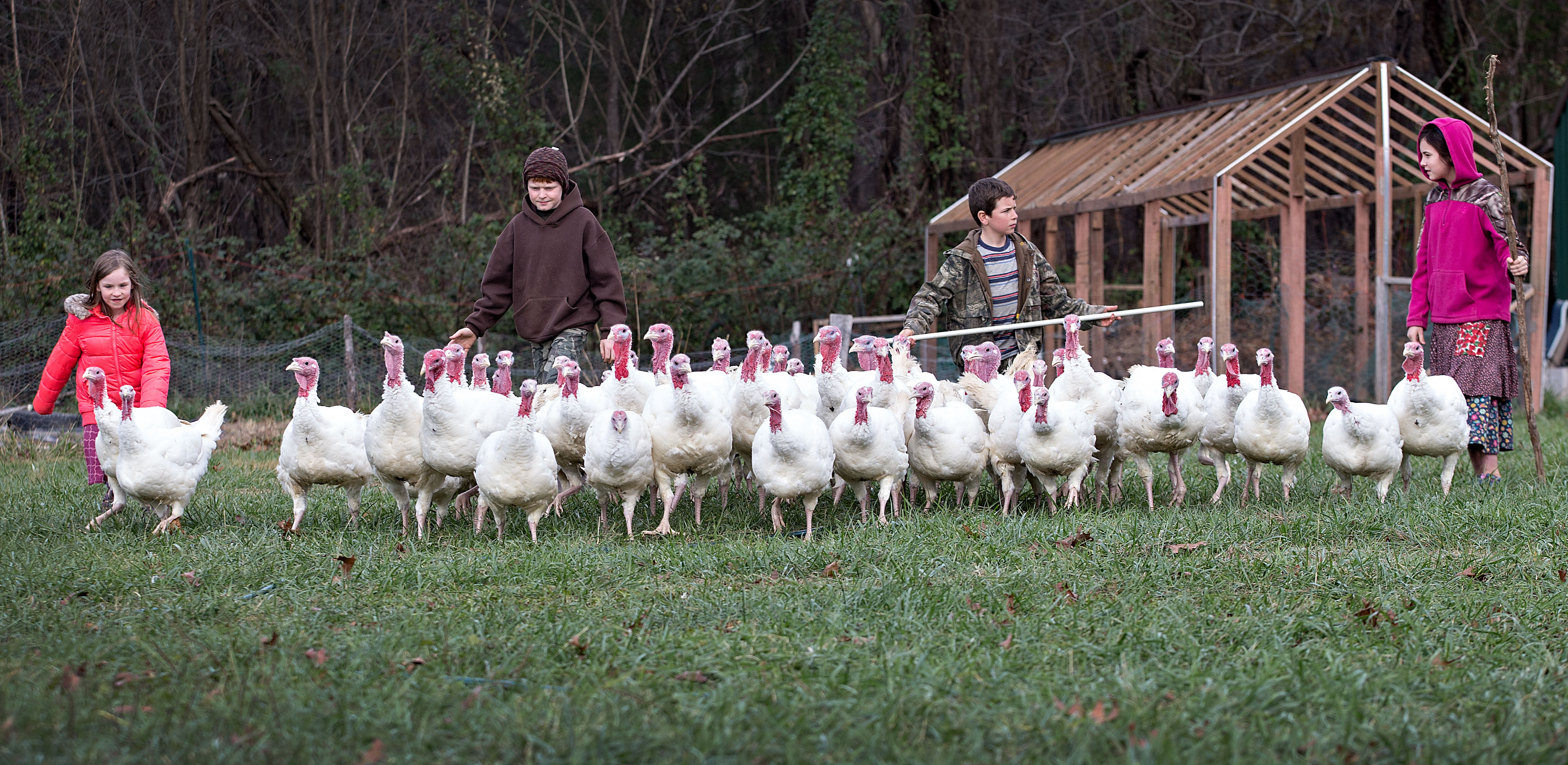 Raising turkeys a learning experience for Strasburg family Couple