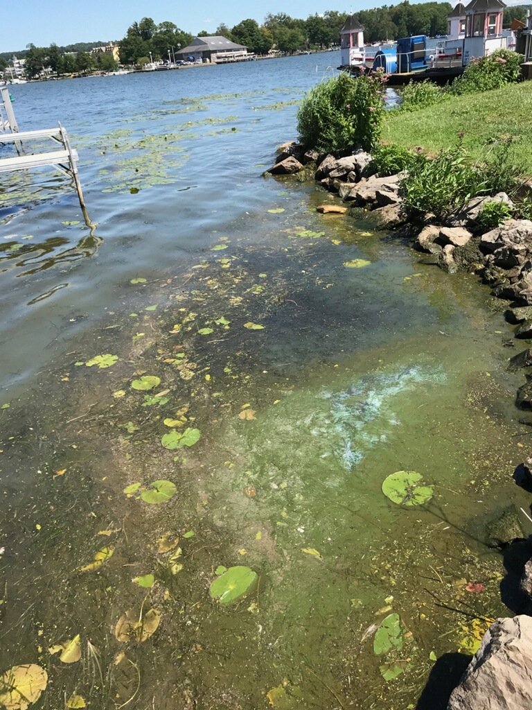 Algae, Nutrients And Aquatic Plants — A Delicate Balance News, Sports