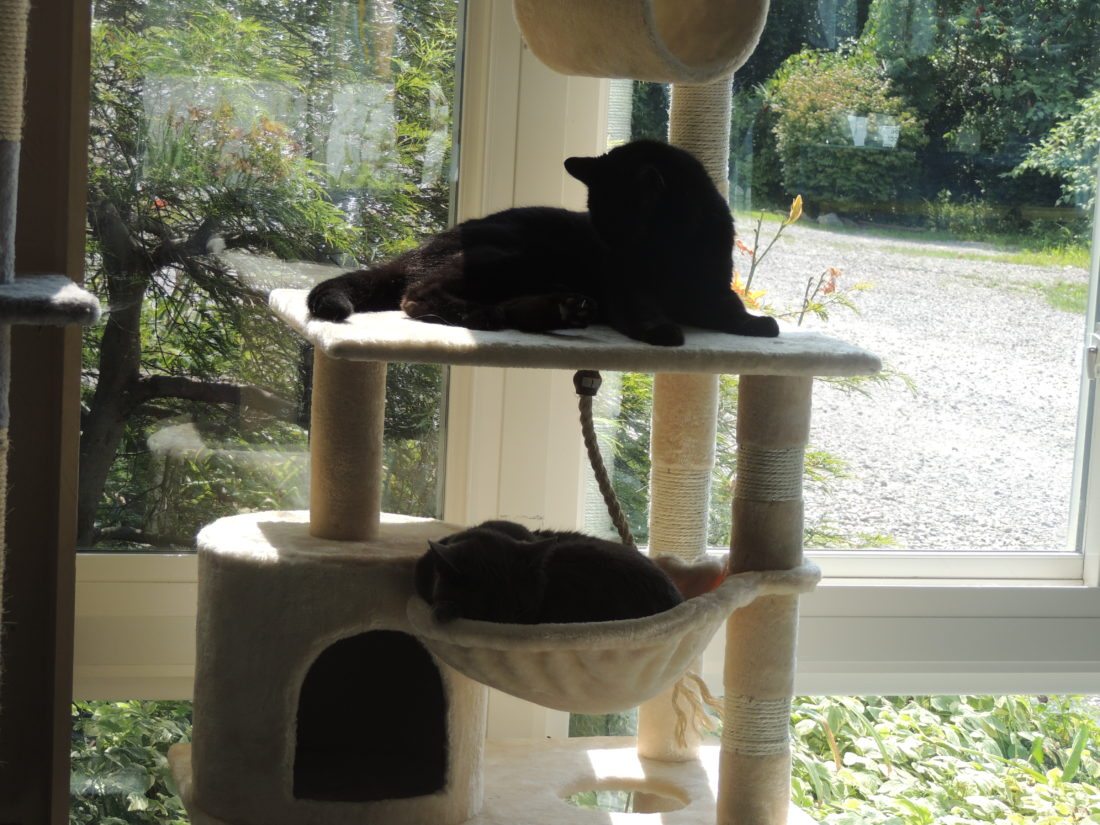 Local Donor Provides Funding For Marshall County Animal Shelter Cats in