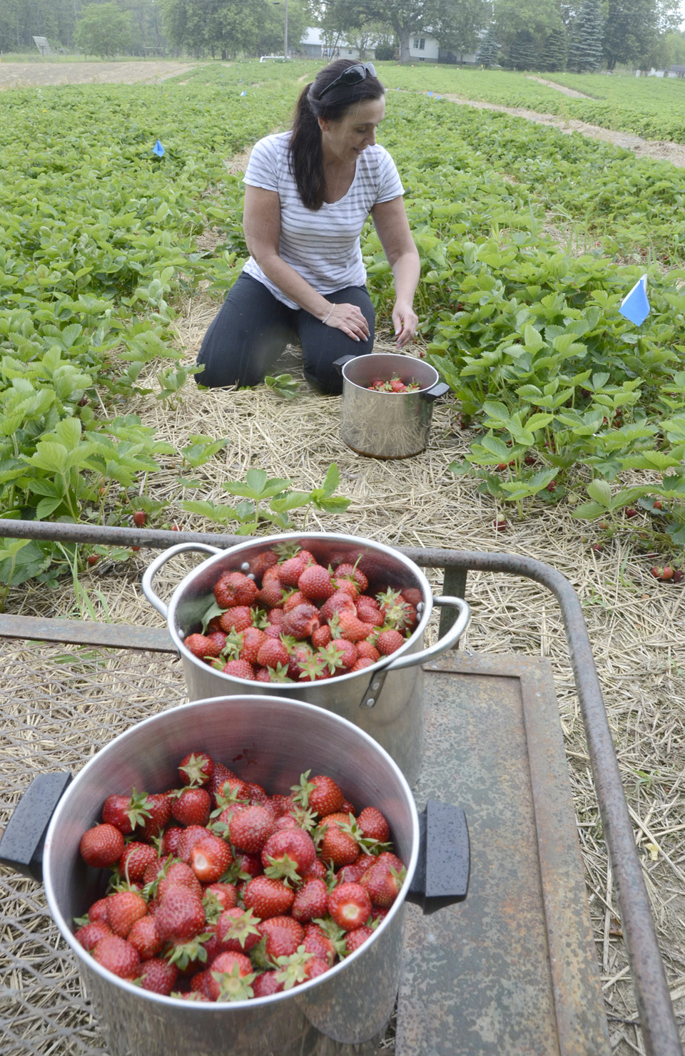 Strawberry picking season kicks off News, Sports, Jobs Tribune