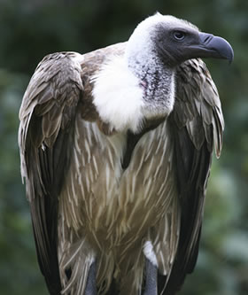 Vulture
