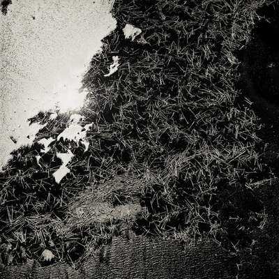 The Forest
