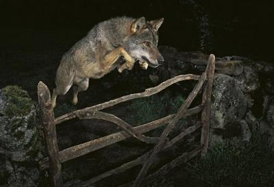 Captive Wolf