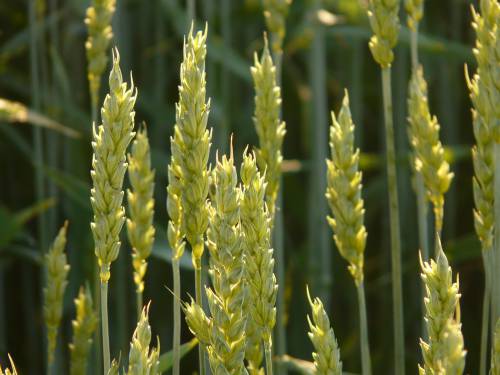 wheat-8244_1920.jpg