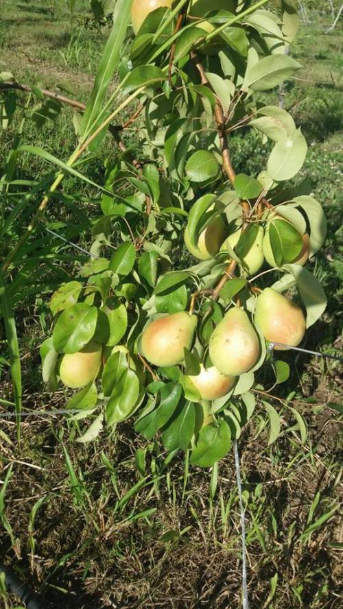 dolovac organic kruške.jpg