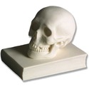 Skull On Book-4.5 H