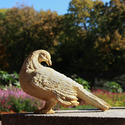 Preening Dove