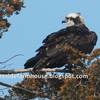 Osprey_in_cedar_crop_2