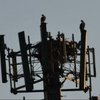 Ospreys_in_cell_tower_2