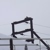 Dscf0341_osprey_nest