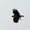 Img_6382_cropped