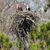 Pair_on_nest