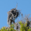 4061-ospreynest-circlecenter_p1260980
